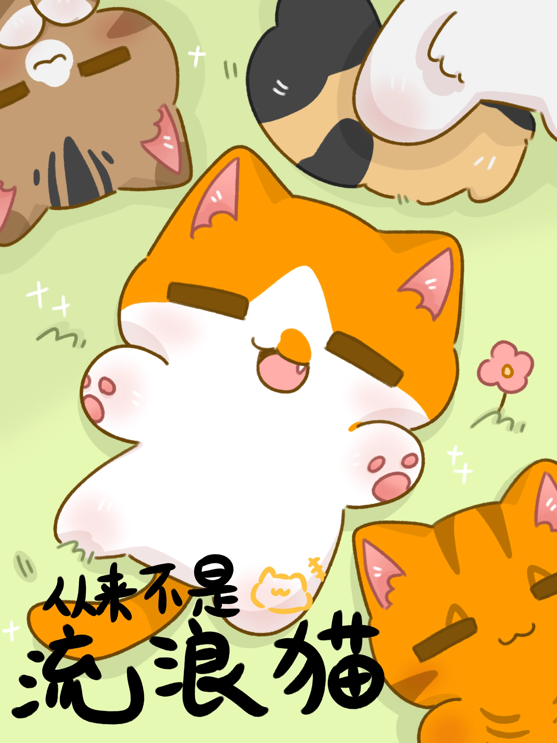 从来不是流浪猫